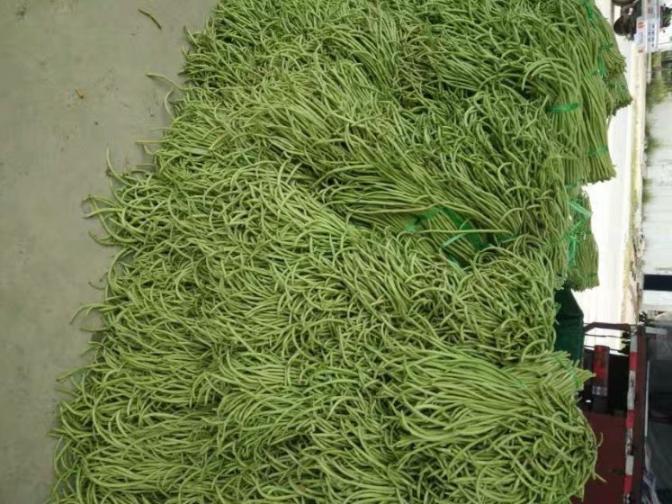 合浦豆角最新價格指南，獲取與比較豆角價格的方法及最新價格更新通知