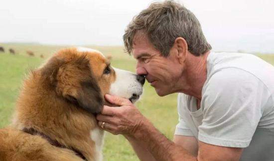 最新關(guān)于狗的電影，深度探討與觀點闡述