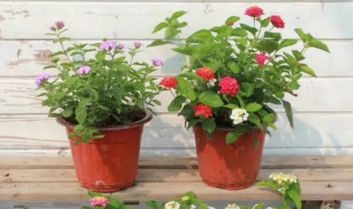 最新跳蛋閱讀視頻，溫馨的讀書時光探索之旅