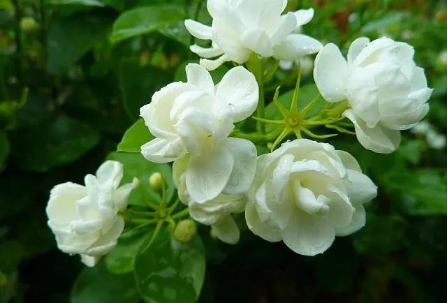 花香滿園最新章節(jié)獲取攻略，輕松閱讀新書章節(jié)的步驟