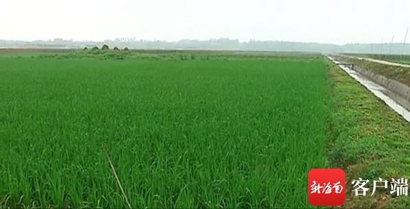 澄邁最新動態(tài)，自然美景探索之旅，尋覓內(nèi)心平和與寧靜的旅程