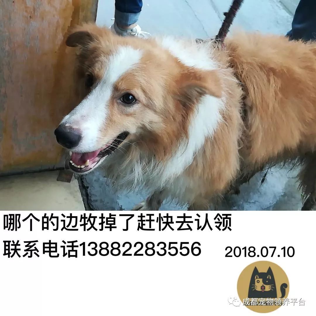 成都最新尋狗記，巷弄深處特色小店中的尋寵之旅