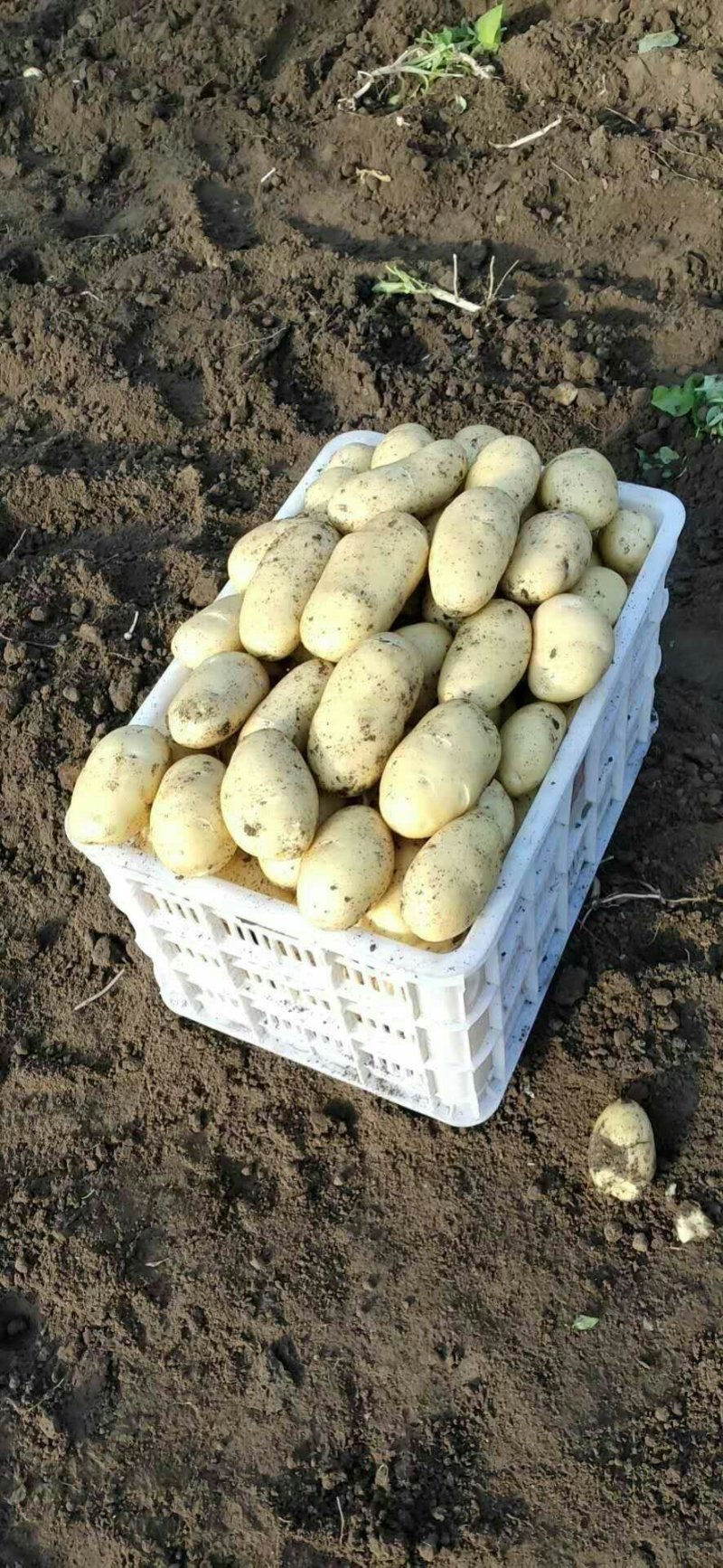 萊西土豆最新價格動態(tài)，變化中的價值與學習中的力量