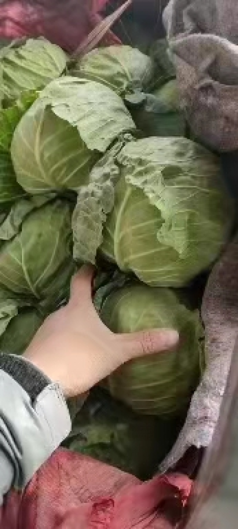 永年甘藍(lán)最新價(jià)格及市場走勢、種植要點(diǎn)與購買指南全解析