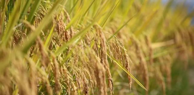 蒼南最新動(dòng)態(tài)，變化中的力量，學(xué)習(xí)鑄就自信與成就