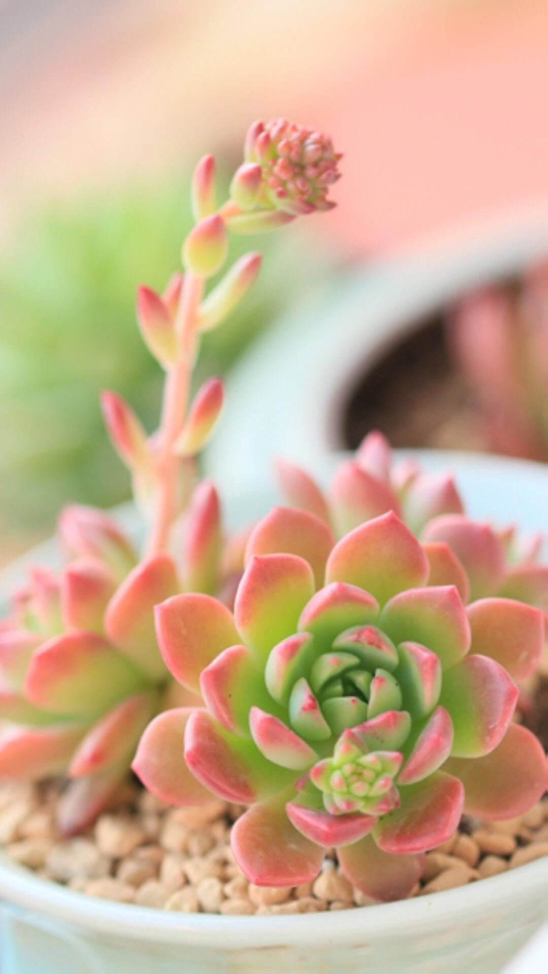 最新多肉植物，獨特的植物美學(xué)觀點探討