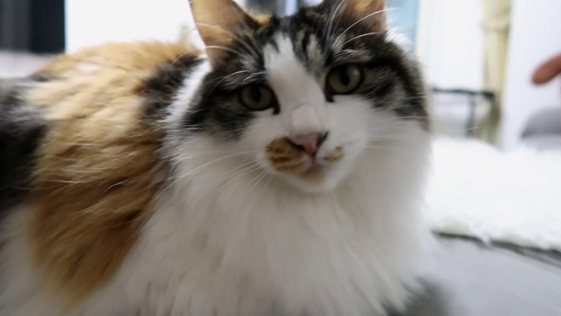 Maomi最新域名網(wǎng)站，時尚潮流的前沿引領(lǐng)者