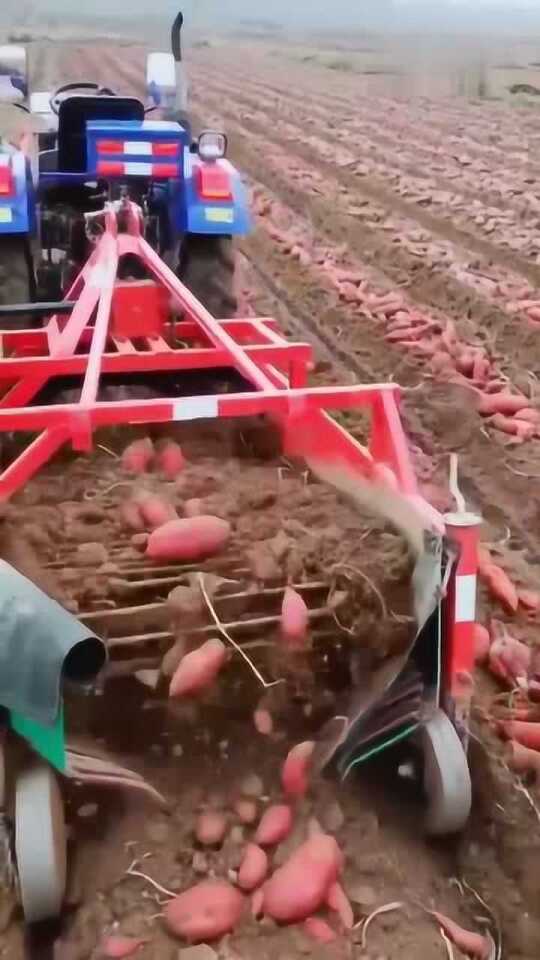 科技革新引領(lǐng)紅薯挖掘新紀(jì)元，最新挖紅薯機(jī)器亮相！