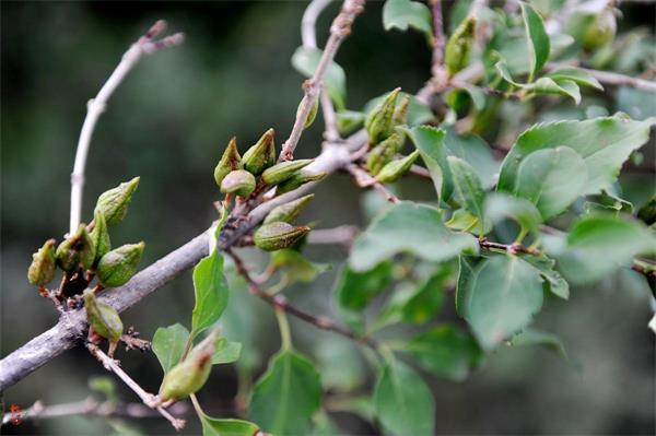 連翹最新價格走勢，機遇中的自信力量與自我成長展望