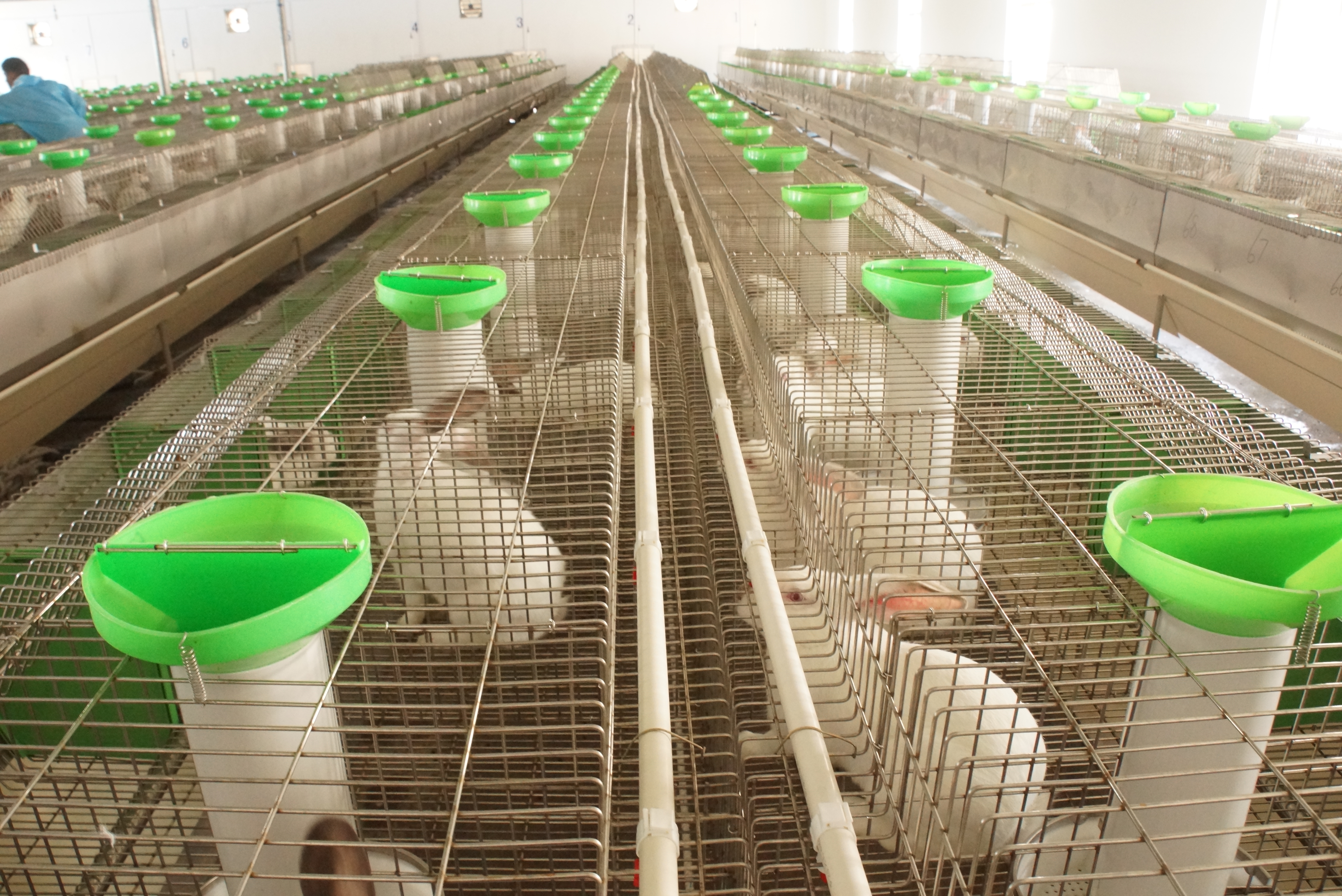 革新養(yǎng)兔行業(yè)的力量之源，最新養(yǎng)兔設(shè)備介紹與展示