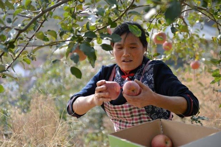 沂源蘋果最新價格，綠色之旅帶來內(nèi)心的平靜