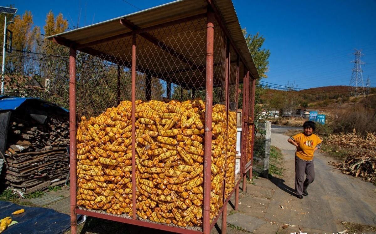 玉米最新動態(tài)，與自然美景的旅行之旅