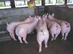 最新仔豬品種選擇與飼養(yǎng)指南，品種介紹與飼養(yǎng)步驟全解析