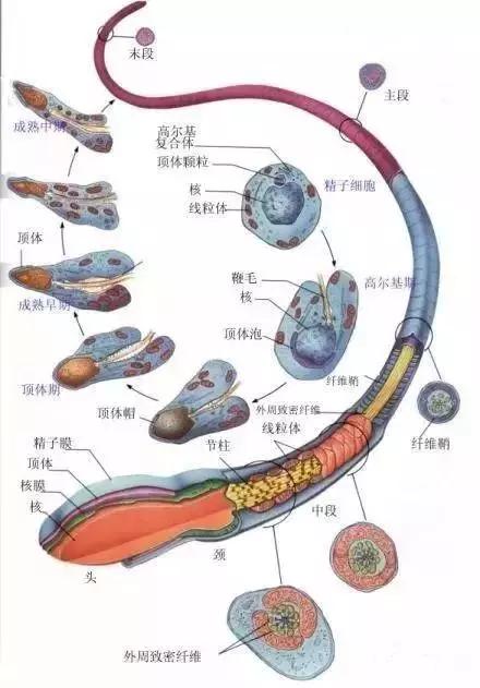 窩精子最新，小巷中的秘密風(fēng)味探索