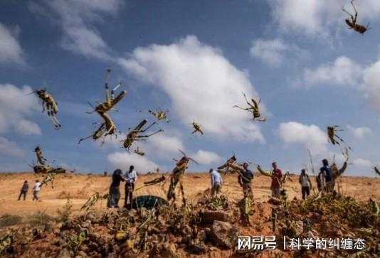 ??蝗災(zāi)最新數(shù)據(jù)揭秘與分析??