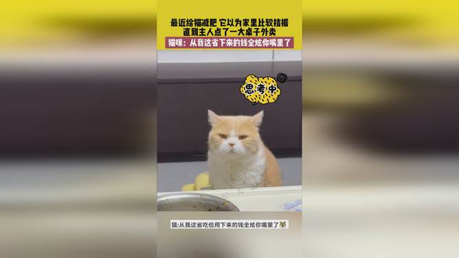 省貓任務輕松完成指南，最新技能學習與任務執(zhí)行詳細步驟