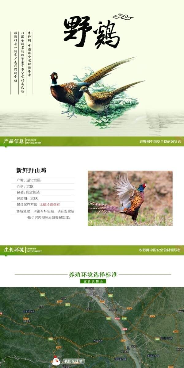 深度剖析，最新山雞的背景、事件與地位概述