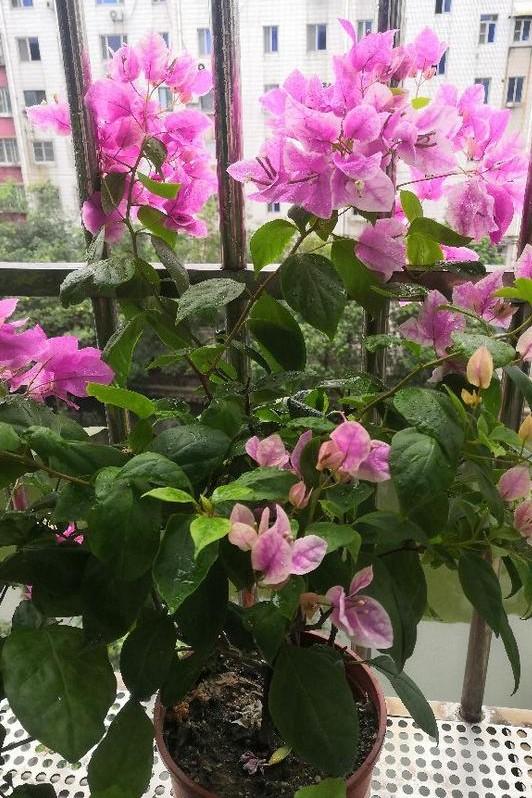 小巷深處的獨(dú)特花語，最新殘花之美