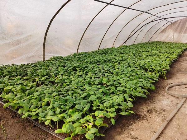 探索自然美景的輕松之旅，最新黃瓜社區(qū)