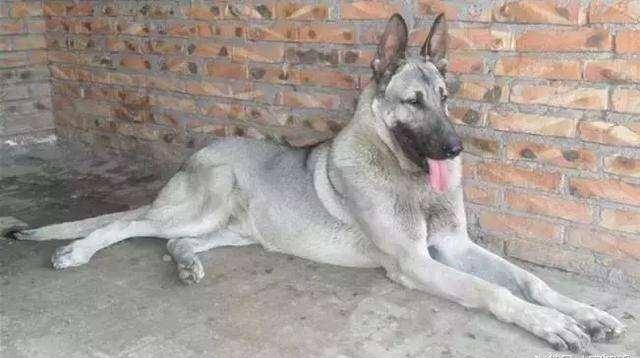 日本最新動(dòng)態(tài)，溫馨日常趣事與最新情報(bào)分享