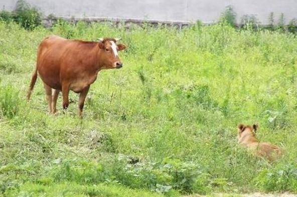 最新逃跑圖深度解析與觀點(diǎn)闡述