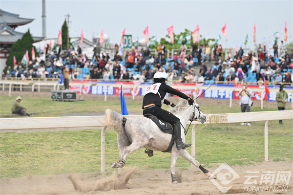 馬王最新動態(tài)，探索馬術(shù)世界的新篇章