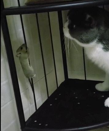 城市隱秘觀察者，灰色老鼠的最新動(dòng)態(tài)觀察