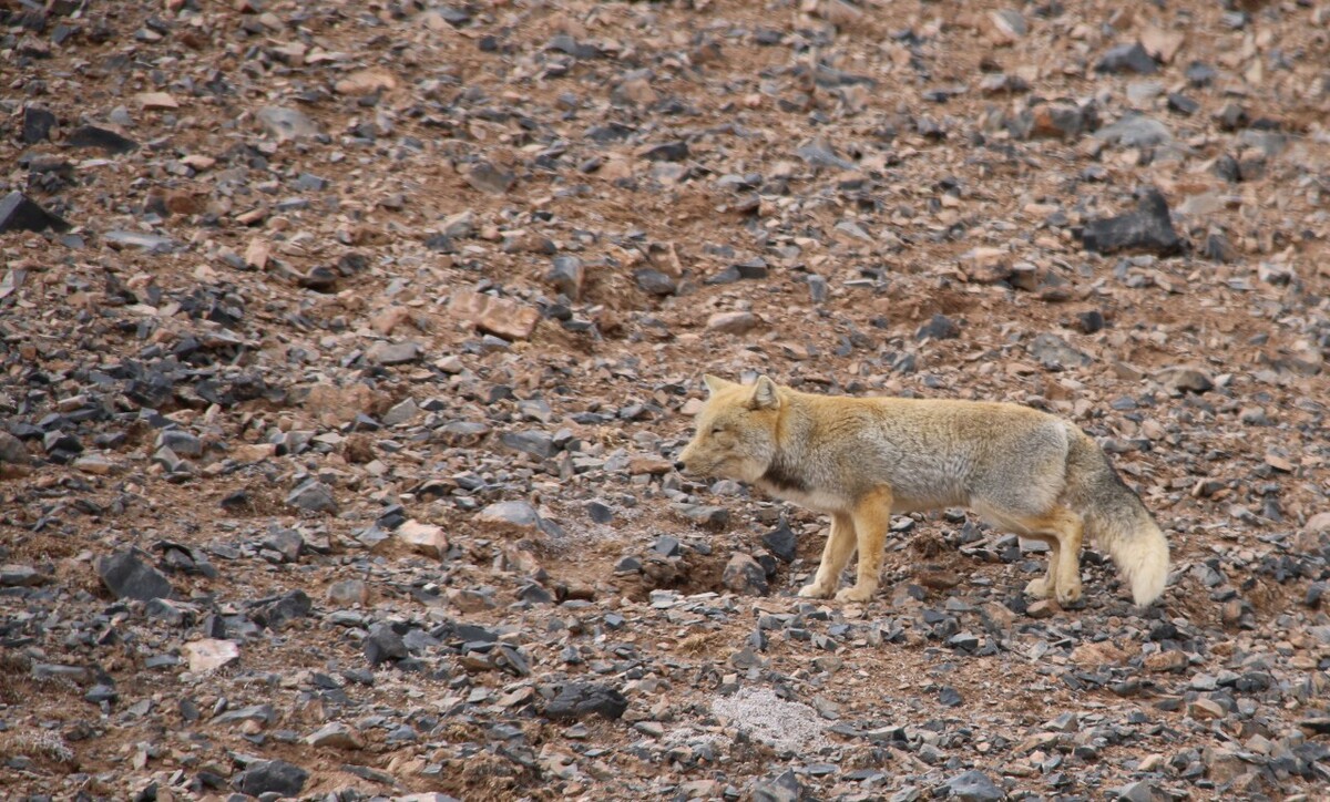 最新野狐，學習變化，自信助力夢想實現(xiàn)