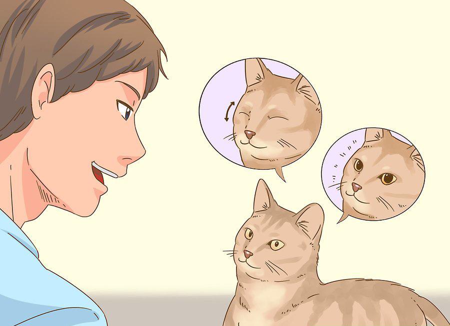 貓咪最新破譯，高科技重塑貓奴生活，智能養(yǎng)貓新時(shí)代的開啟