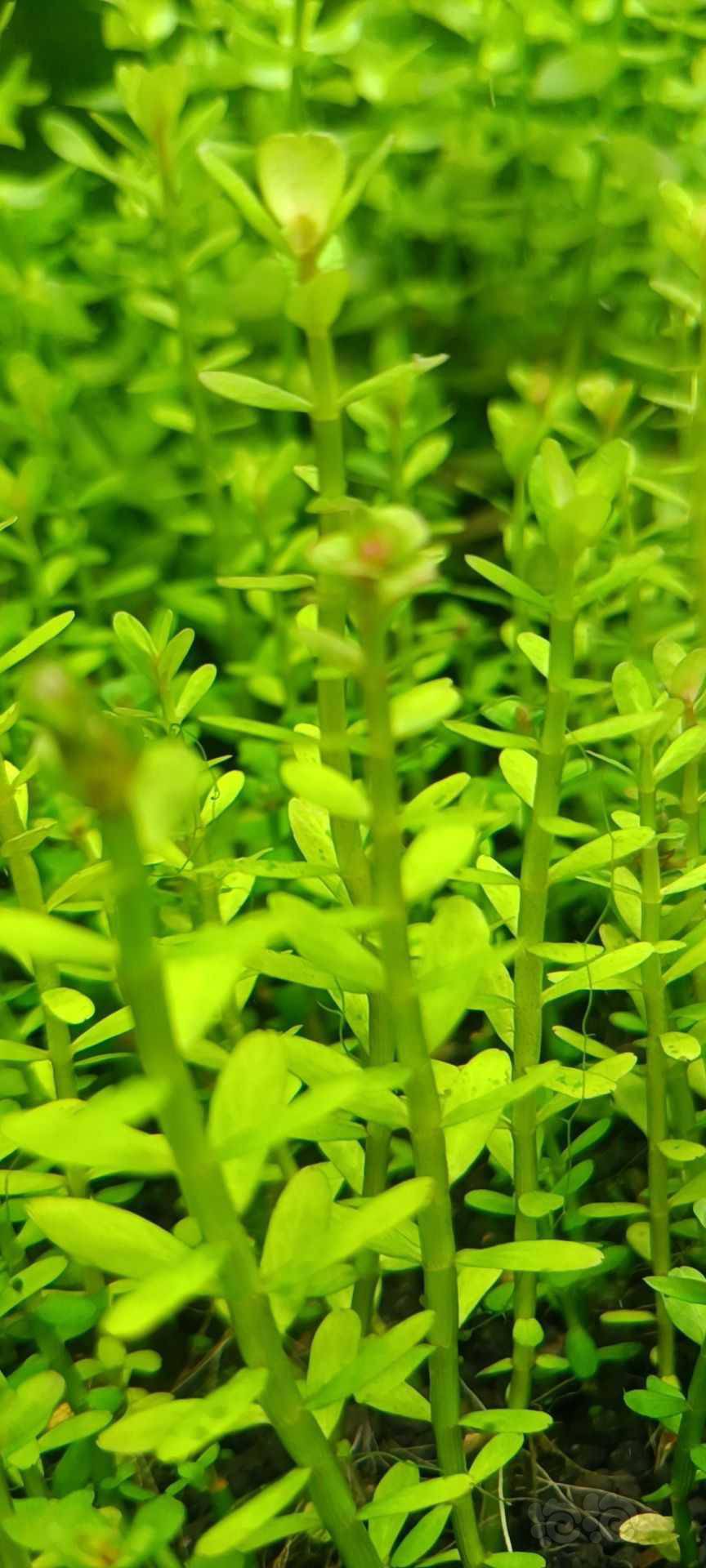 最新福利草草，自然美景之旅，探尋內(nèi)心平和與喜悅的旅程