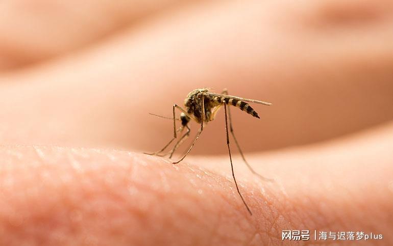 揭秘蚊子世界，最新報道與防治策略探索