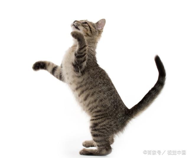 貓咪最新跳轉(zhuǎn)，尋找內(nèi)心平靜的奇妙冒險(xiǎn)之旅