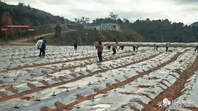 信宜最新肺炎，理解、應(yīng)對(duì)與關(guān)愛(ài)