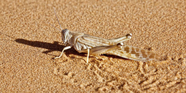 蝗災(zāi)最新動態(tài)，科技先鋒引領(lǐng)抗災(zāi)新時代