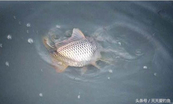 最新逗釣步驟指南，從入門到精通的釣魚技巧分享