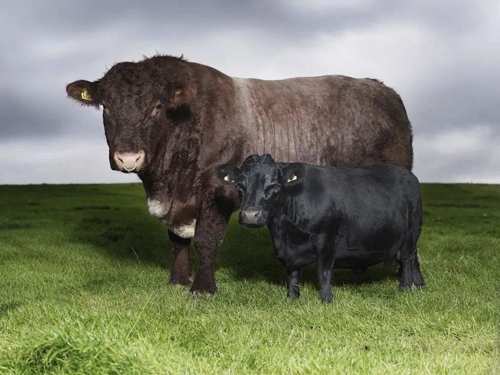 小巷隱藏寶藏，探訪特色小店，領(lǐng)略最牛最新魅力之旅