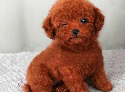 最新小鹿犬，趣事不斷，傳遞溫馨友誼與愛的小使者