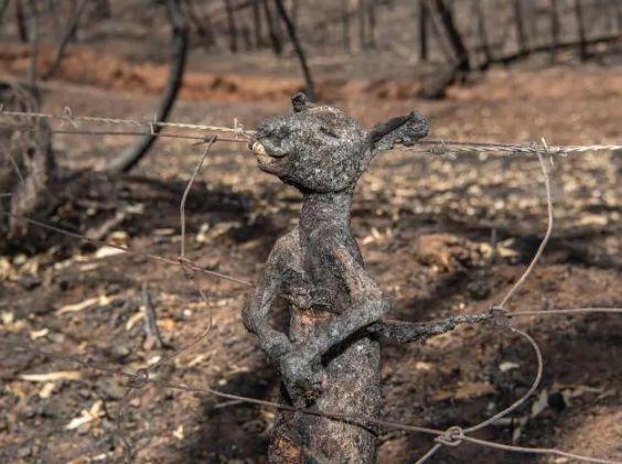 南澳山火最新情況更新，實(shí)時(shí)動(dòng)態(tài)與進(jìn)展