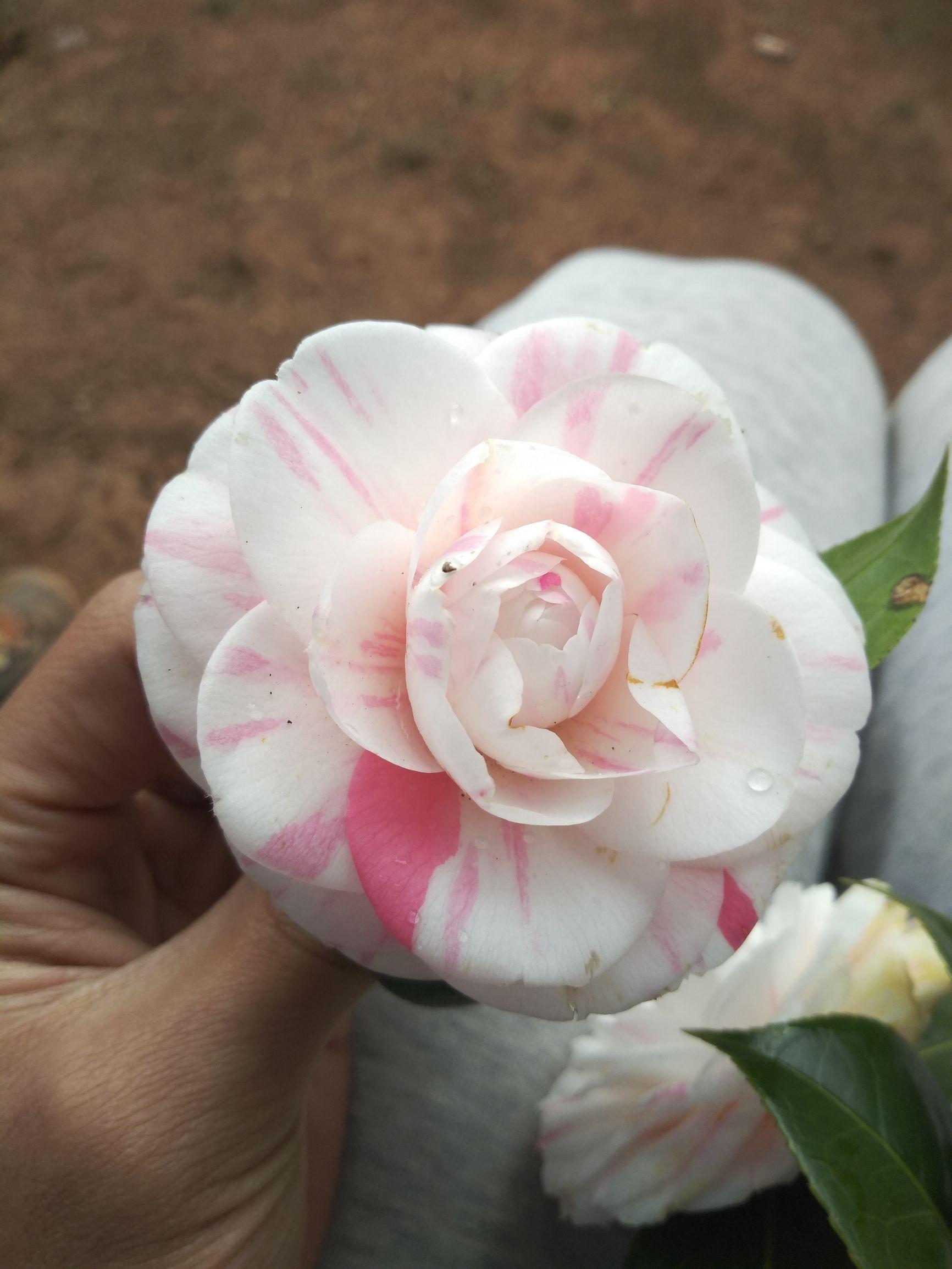 愛5最新劇情，心靈與自然的奇妙之旅