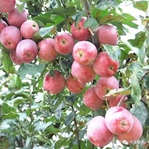 西太后愛心包最新系列，時尚與慈善的完美結合，展現獨特魅力風采