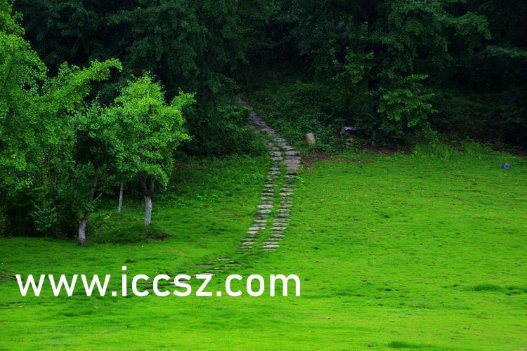 伊人最新一本，日常溫馨趣事與情感紐帶的交織