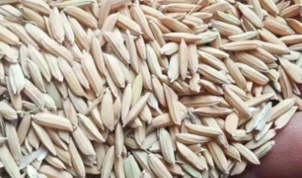 夏鳴星谷子最新科技，點亮生活，科技璀璨引領(lǐng)未來