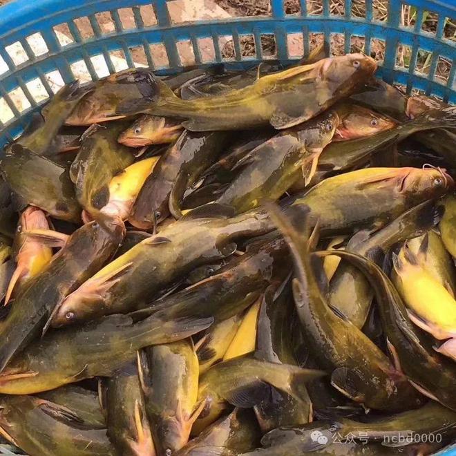 黃顙魚最新報(bào)價(jià)大全，專業(yè)指南與實(shí)時(shí)更新