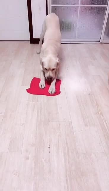 最新狗小視頻，溫馨日常故事